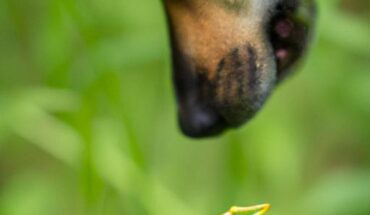 Can Dogs Eat Grasshoppers? Exploring the Curiosity Behind Dogs’ Eating Habits