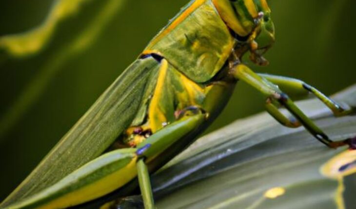 Do Grasshoppers Eat Ants? Unveiling the Unexpected Dietary Habits